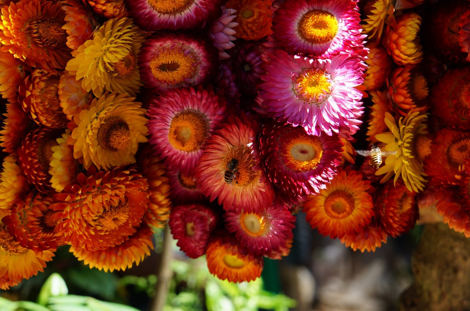 Panagbenga ng Baguio