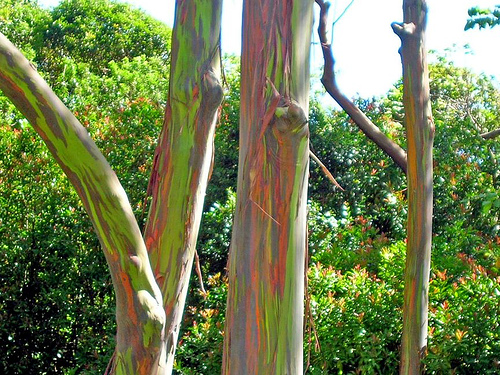 Ang Rainbow Eucalyptus ng Mindanao