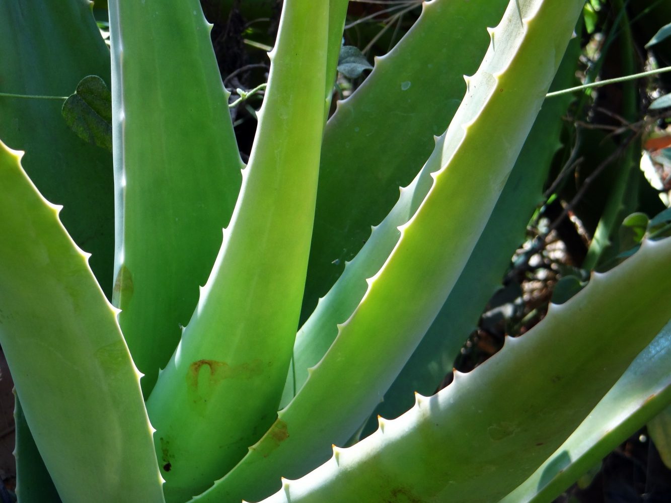 Benefits and uses of aloe vera