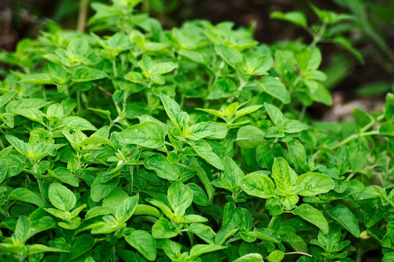 Health Benefits of Oregano