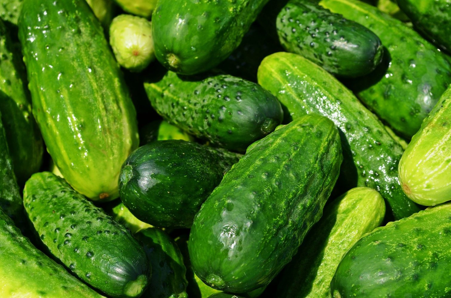 The Benefits of Eating Cucumber Daily