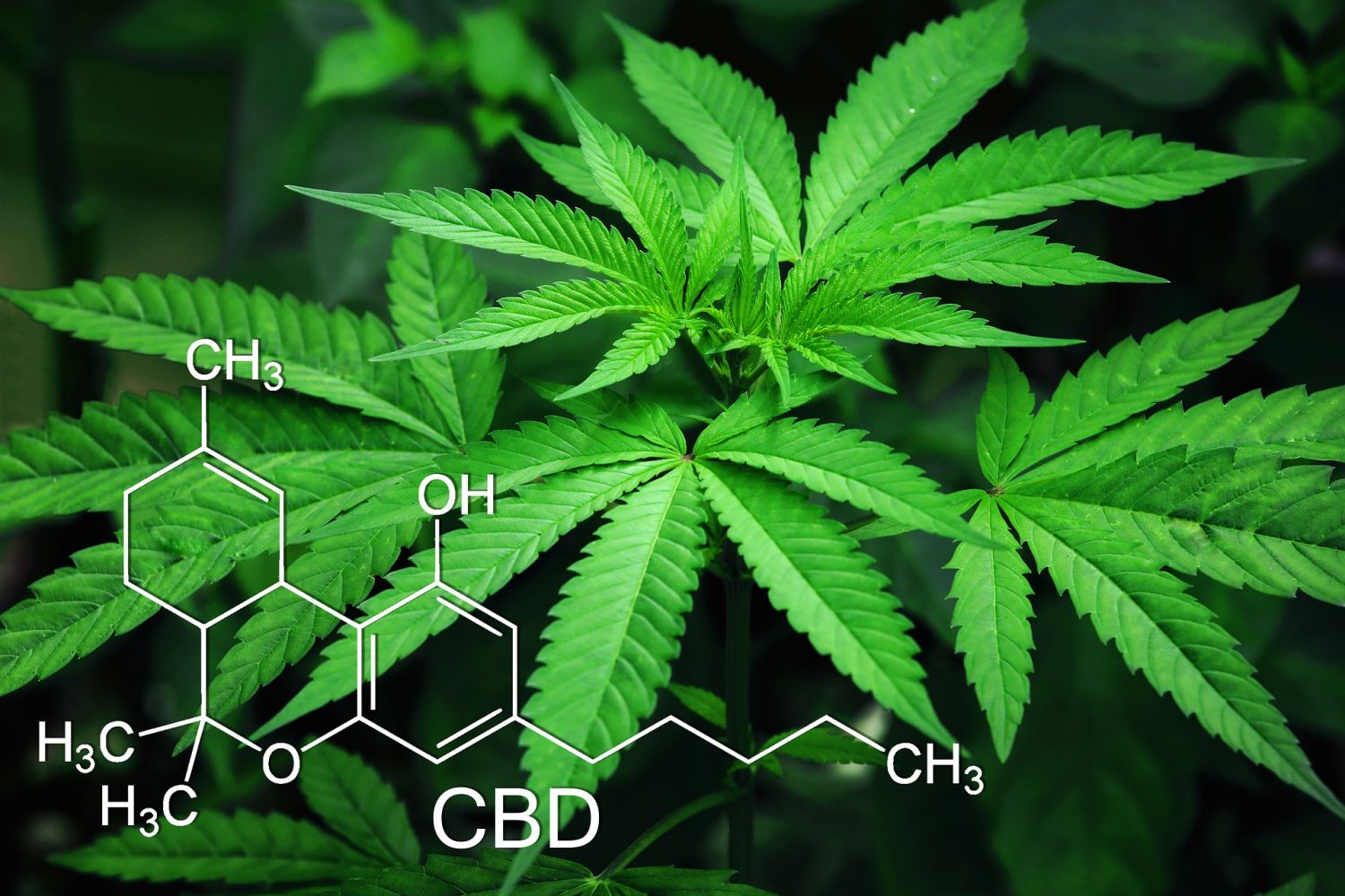 FYI: Cannabis Is Also A Medicine