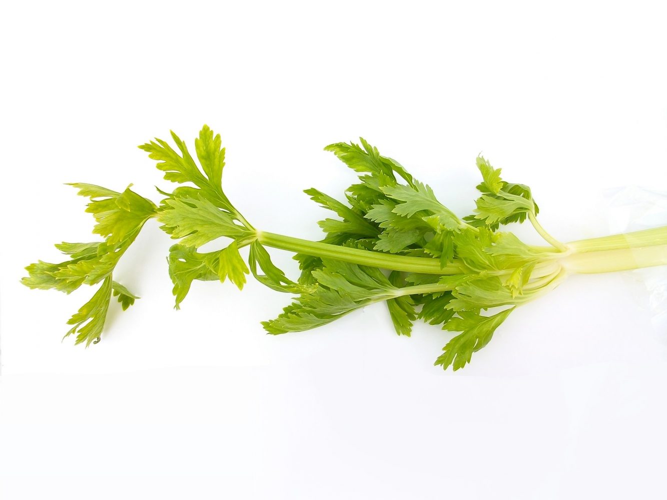 Health Benefits of Celery