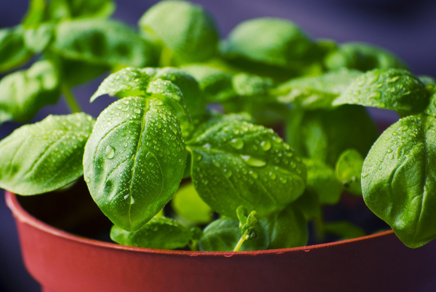 Health Benefits of Basil Leaves