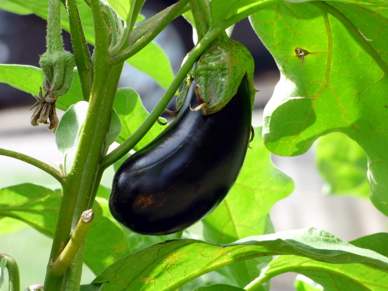 Health Benefits of Eggplant Ang Pinoy