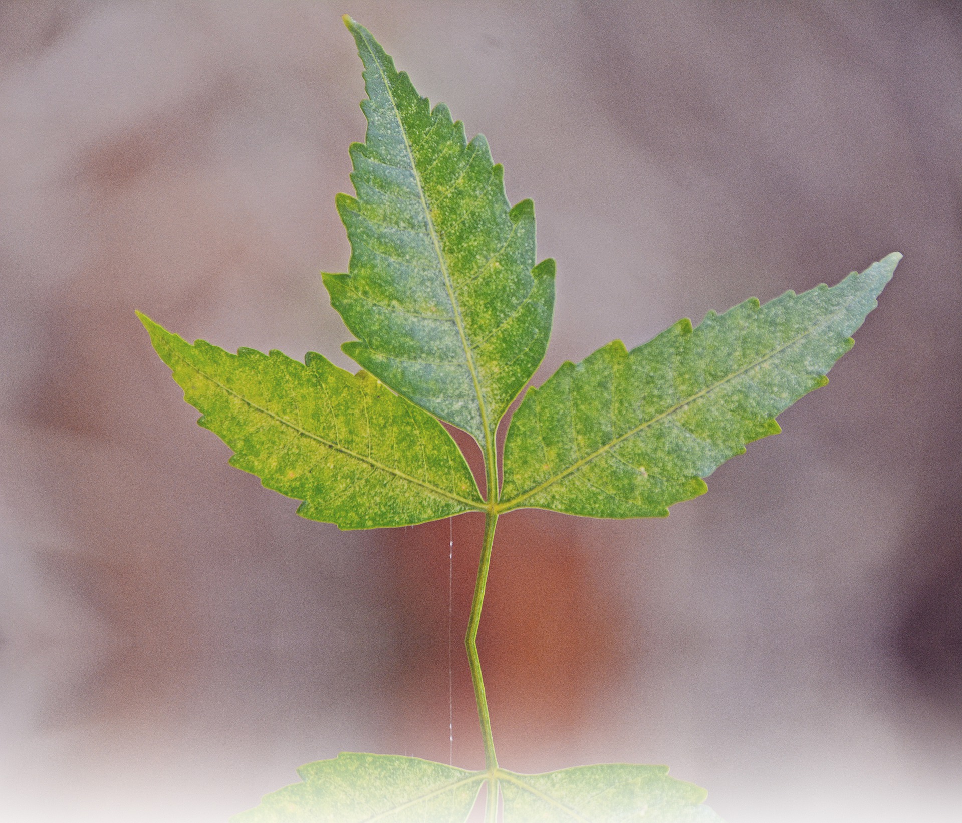 The Positive Effects of Neem