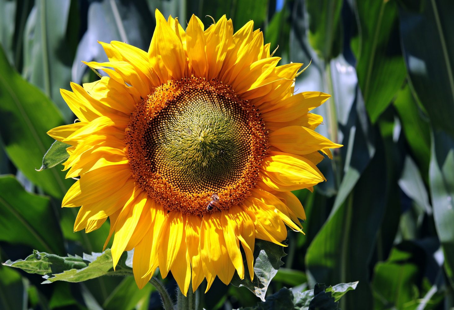 Benefits of Sunflower Oil