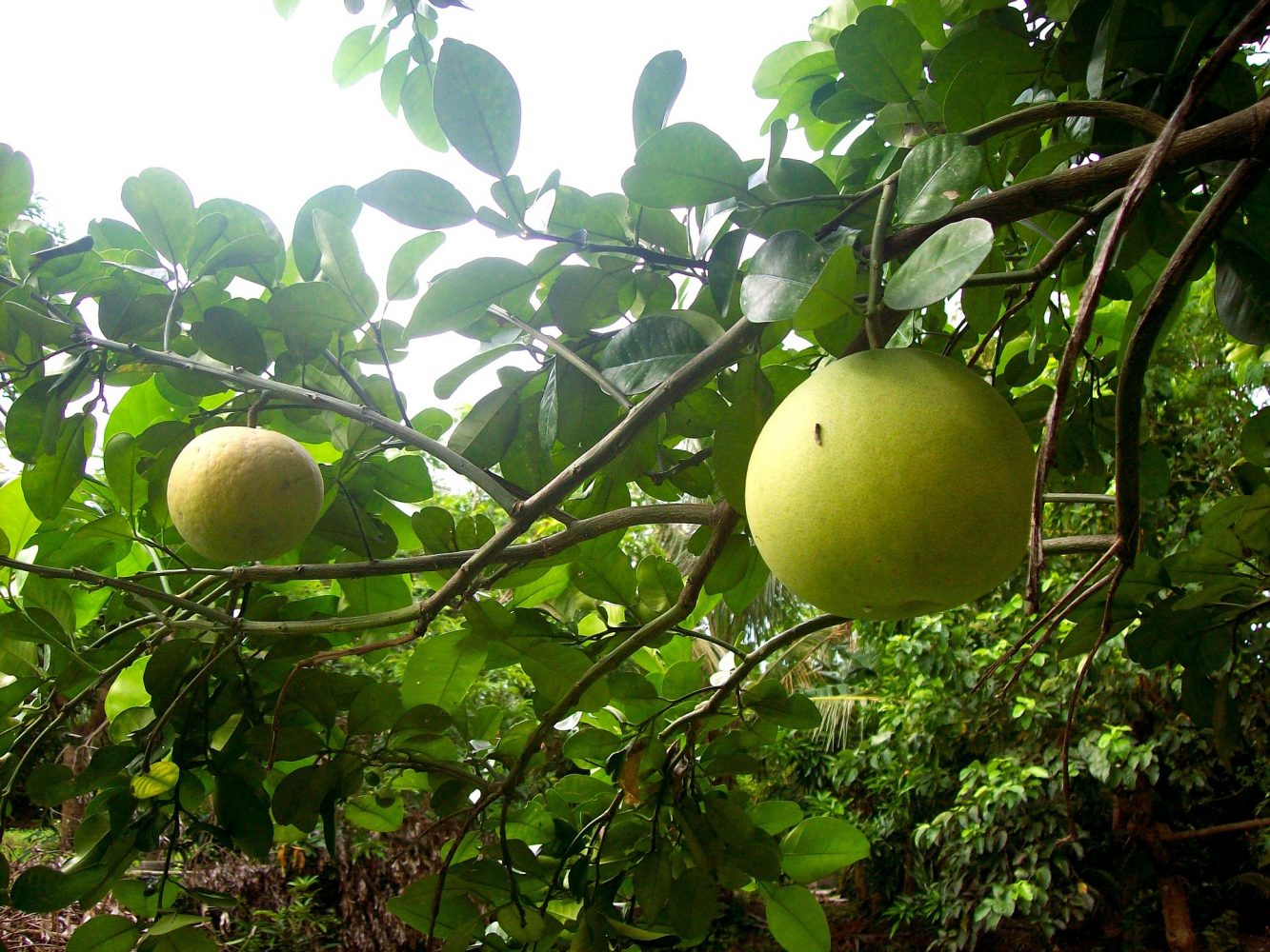 Health Benefits of Pomelo