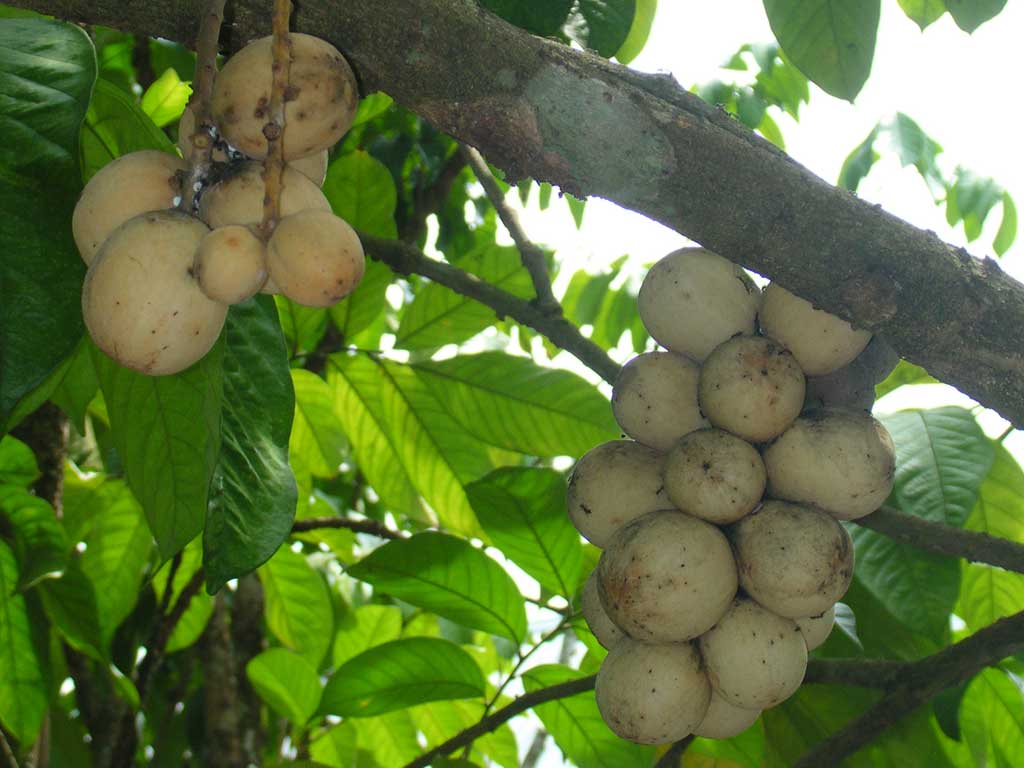 Health Benefits of Lanzones