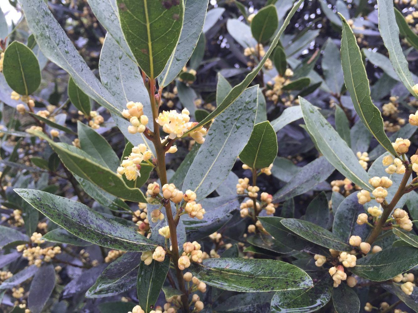 Health Benefits of Bay Leaf