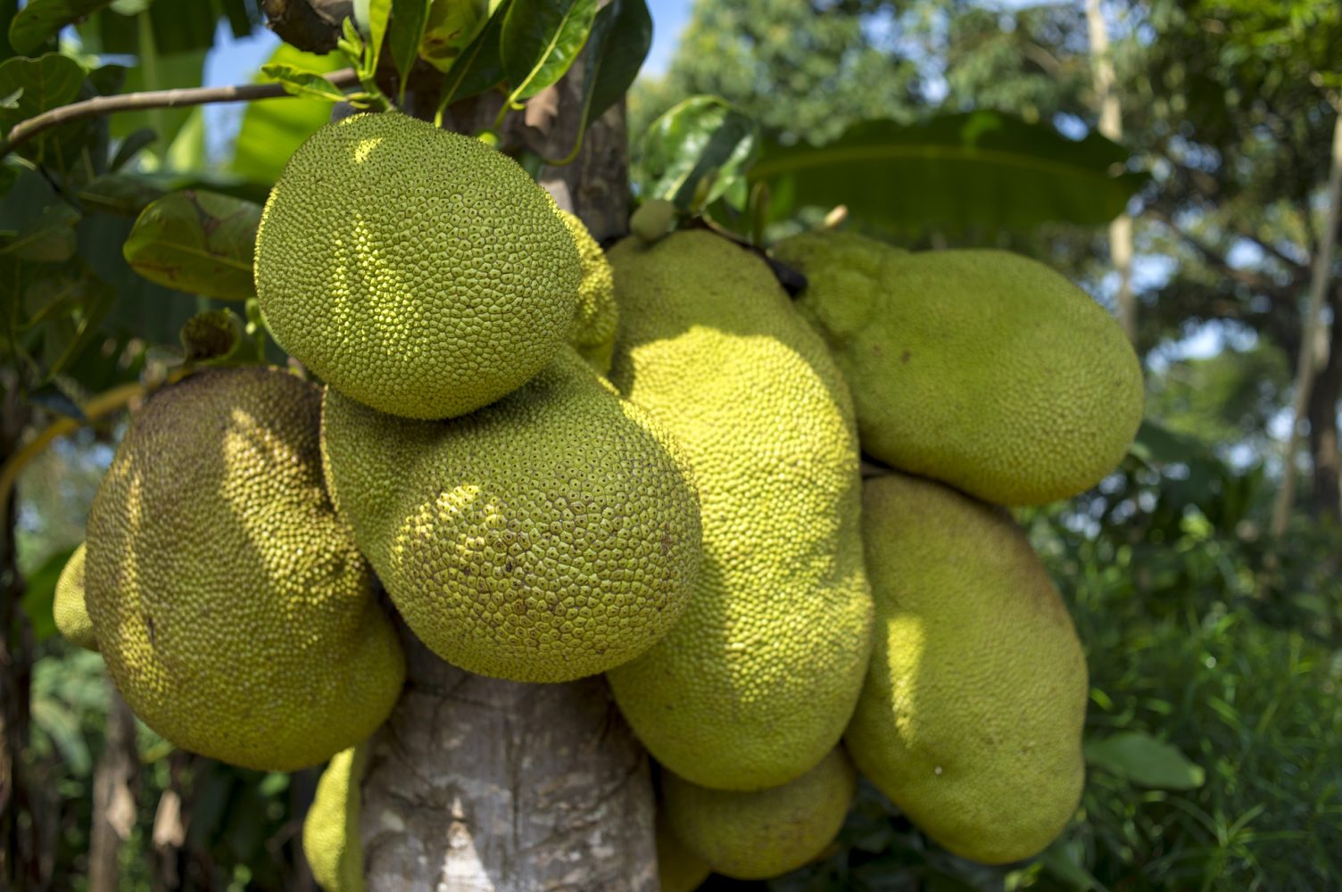 Health Benefits of Jackfruit