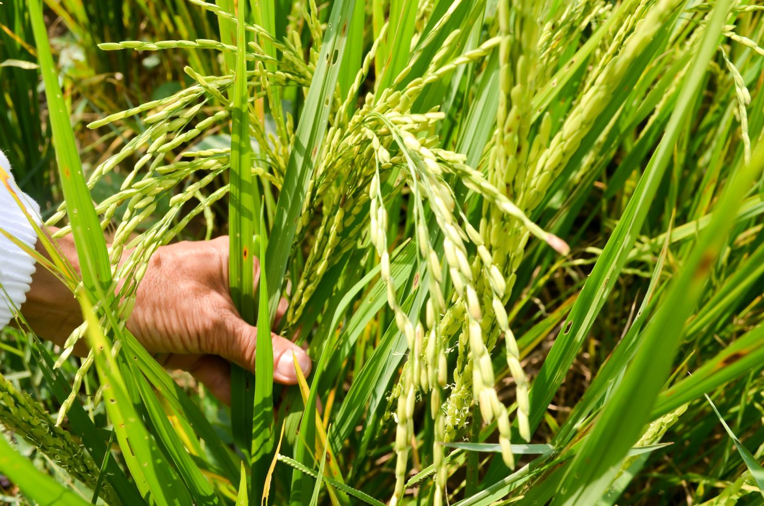 Health Benefits of Rice