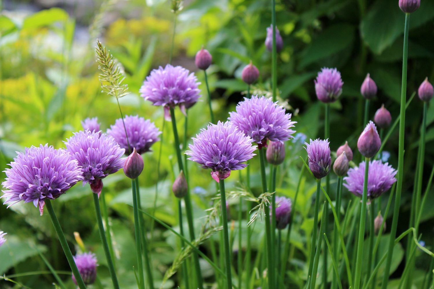 Health Benefits of Chives