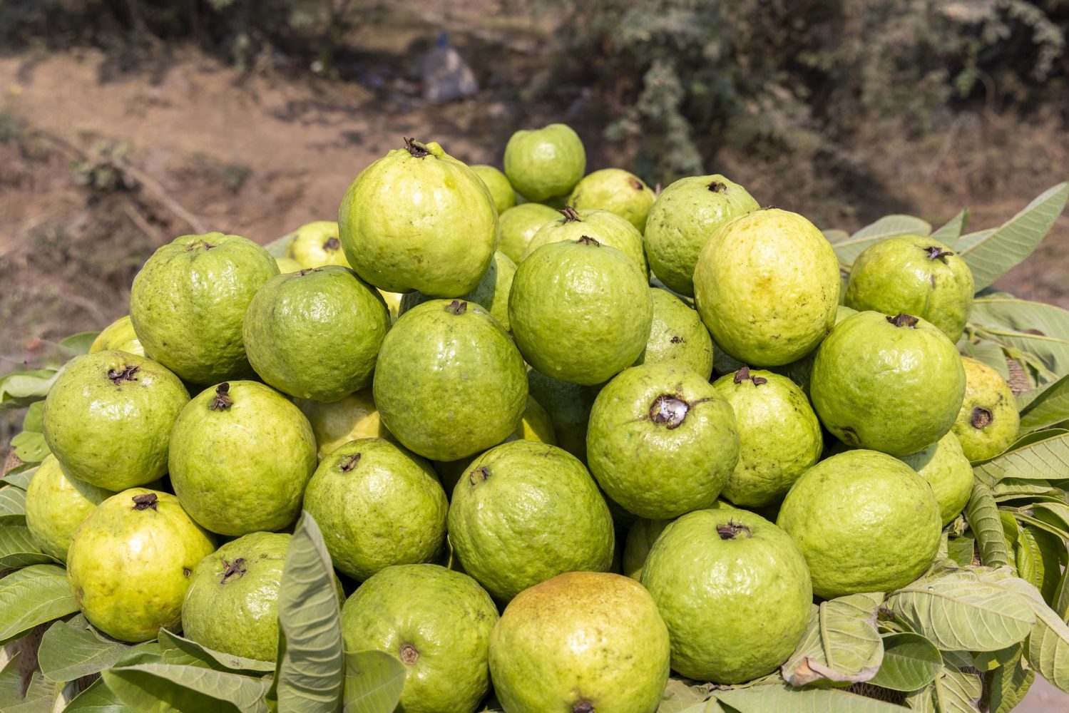 Health Benefits of Guava - Ang Pinoy