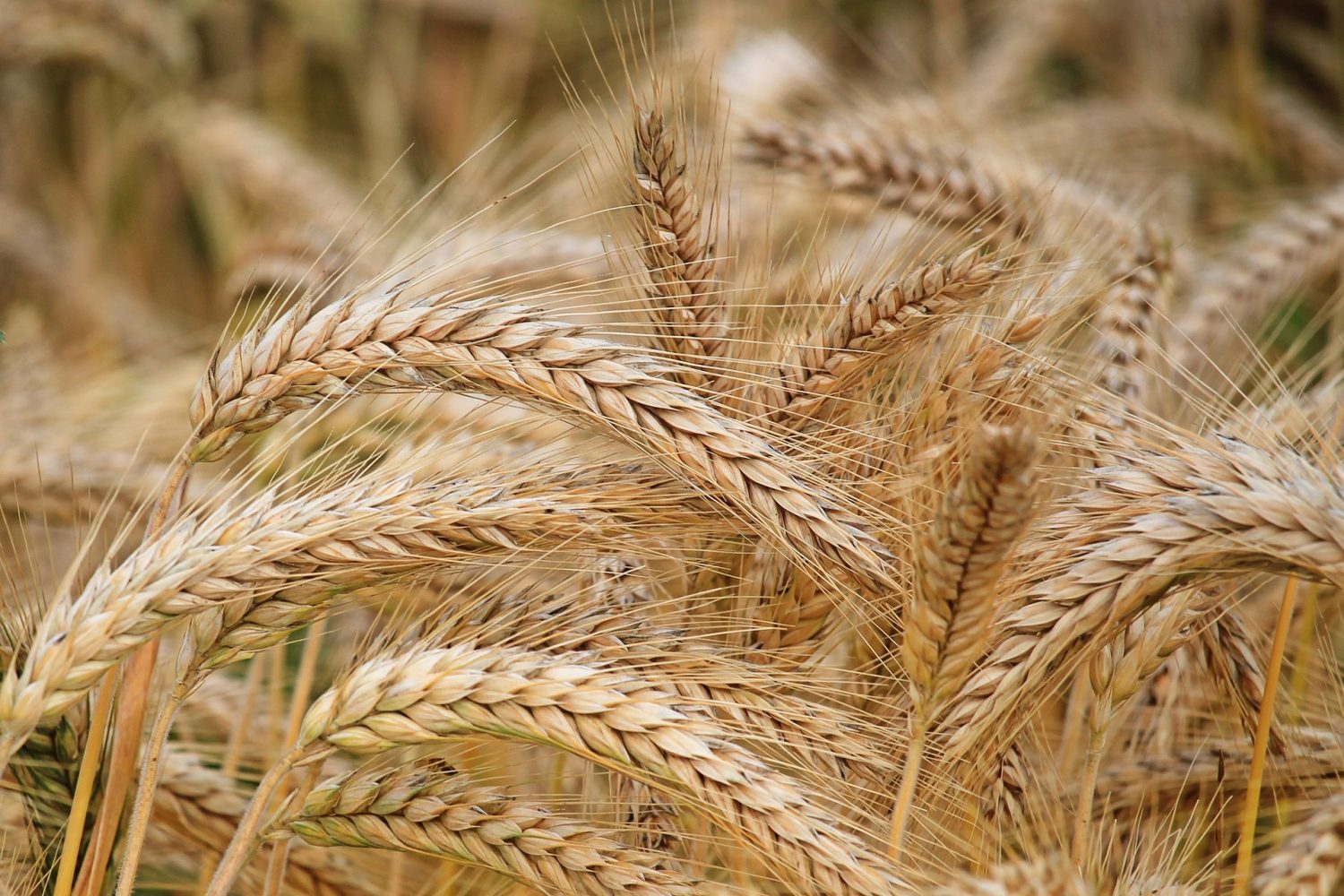 <strong>Health Benefits of Barley</strong>