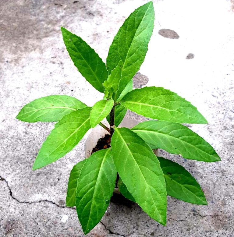 Health Benefits of Ashitaba - Ang Pinoy