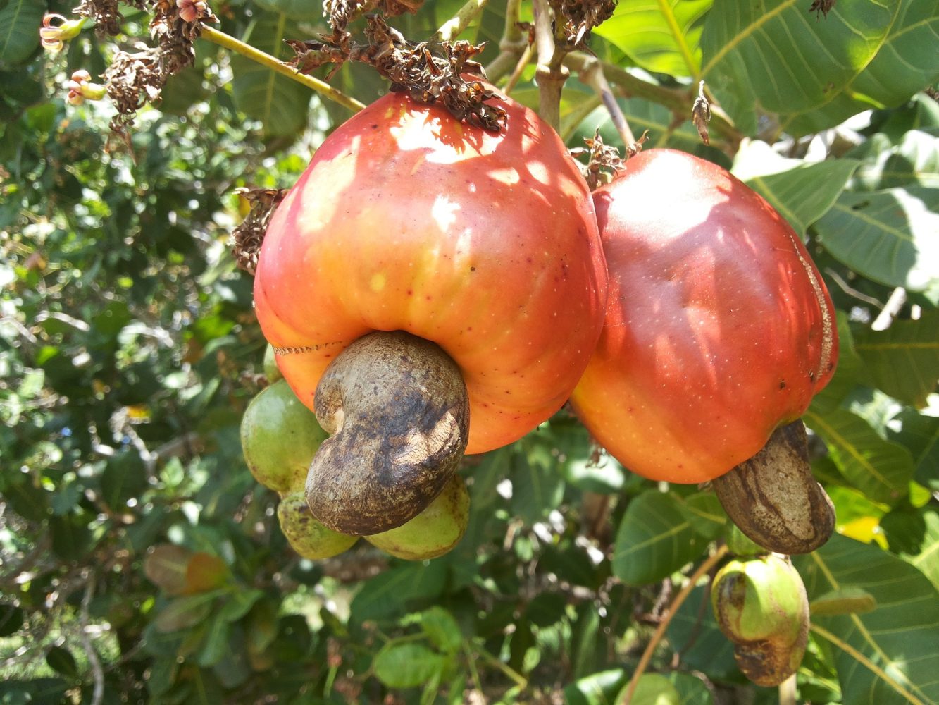 <strong>Health Benefits of Cashew</strong>