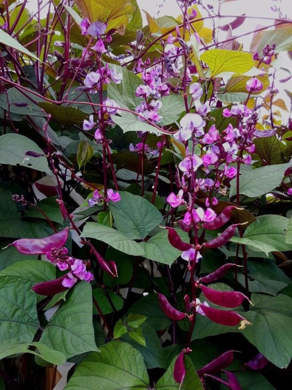 Health Benefits of Bataw - Ang Pinoy