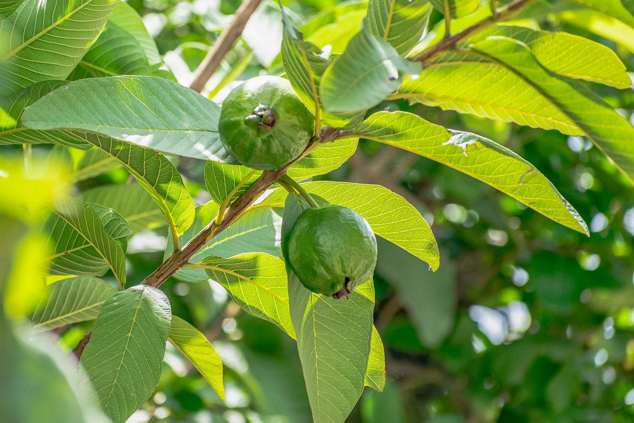 Health Benefits Of Guava Leaves Ang Pinoy