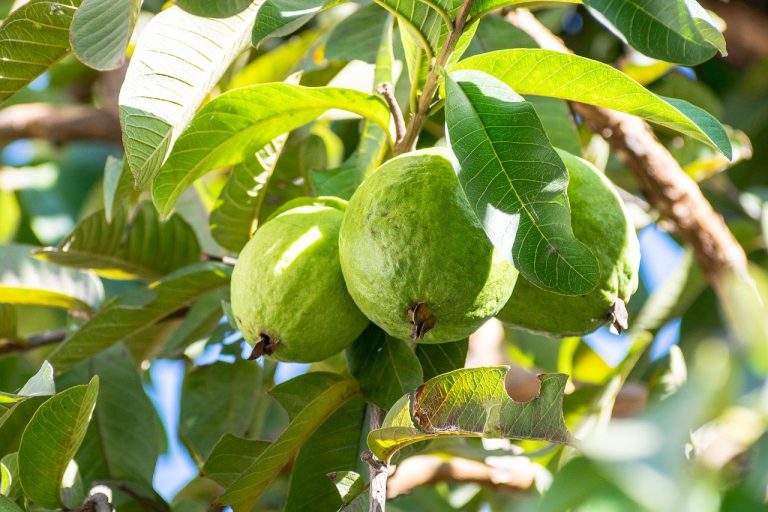 Health Benefits of Guava Leaves - Ang Pinoy