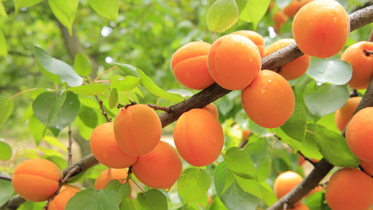 Health Benefits of Apricot