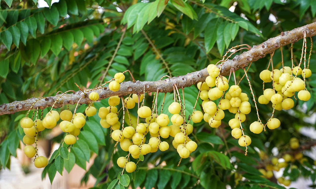 Health Benefits of Longan