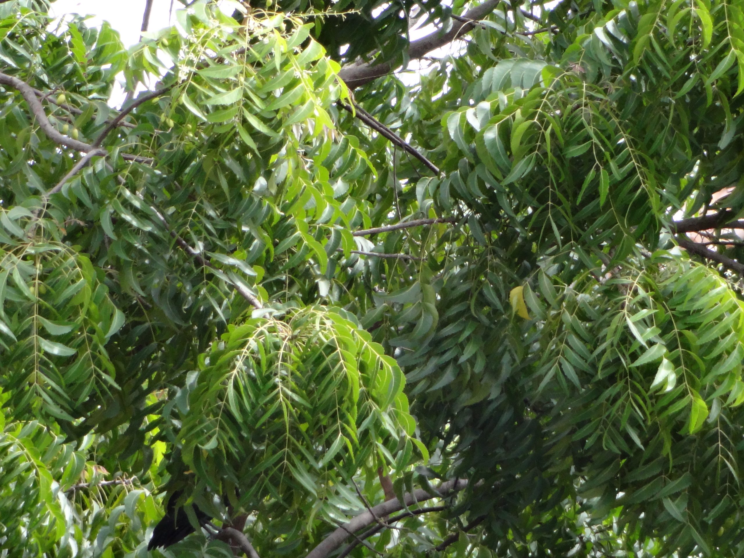 Health Benefits of Neem Leaves